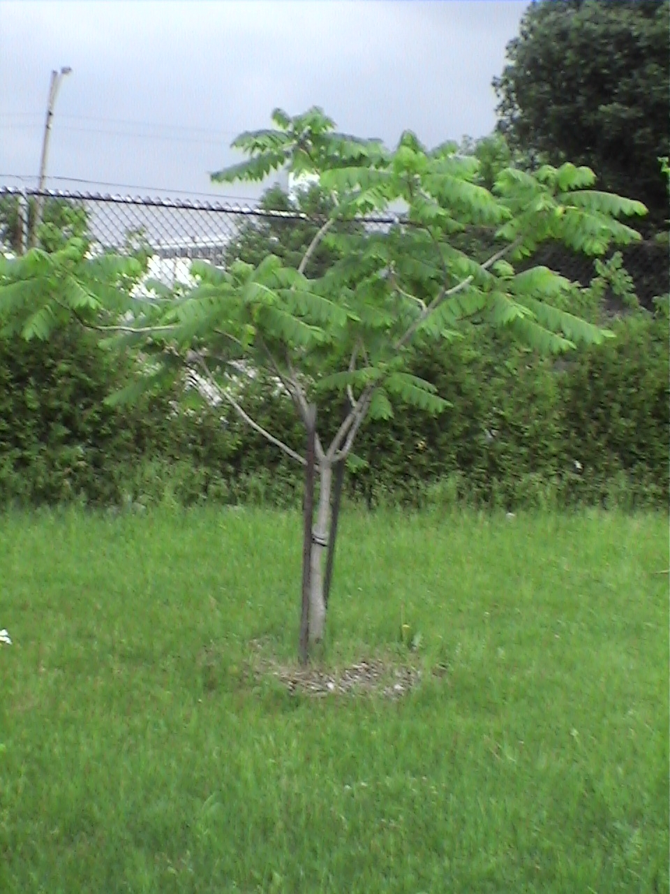 LUsingleTree